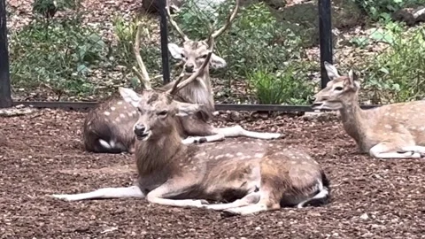 Deer2 Stock Footage 327134260