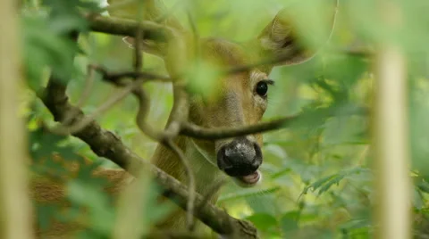 Deer3 Video stock 6524858