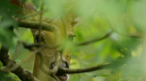 Deer4 Video stock 6524826