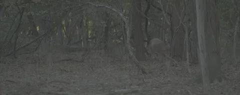 DEER_FAMILY Stock Footage 251482968