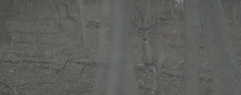DEER_RUNNINGOFF_ANAMORPHIC Stock Footage 251482829