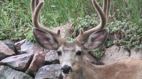 Deer/Buck Looking at Camera Stock Footage 11637144