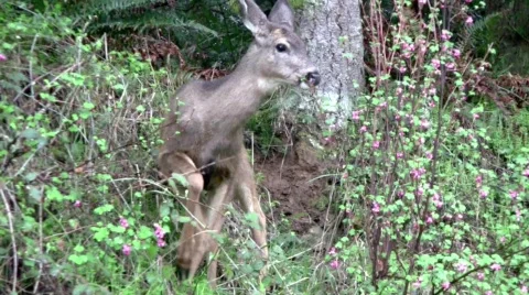 DeerEating Stock Footage 662065