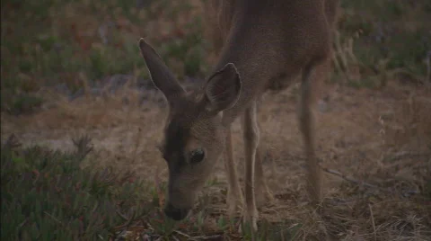 DeerEatingIcebergPlant Stock Footage 478154