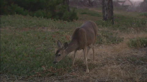 DeerEatingIcebergPlant2 Stock Footage 478172
