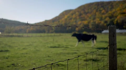 Deerfield farm two cows behind barbed wire shallow DOF Stock Footage 124042821