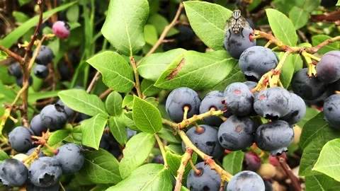 Deerfly lands on a blueberry. Stock Footage 219661606