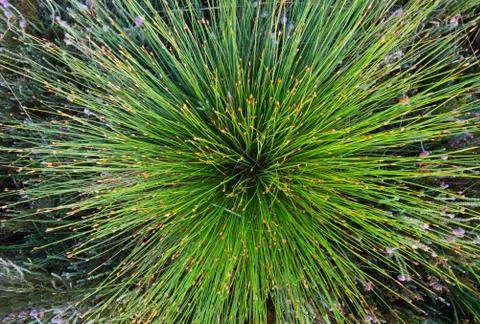 Deergrass, close-up, abstract Stock Photos