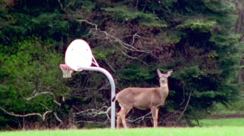 DeerHoops Stock Footage 662064