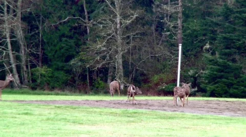 DeerJumps Stock Footage 662061