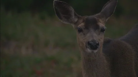 DeerLiftsHeadEating Stockbeeldmateriaal 478147