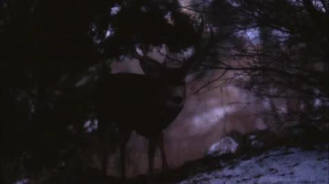 Deer,Mule,buck,snow,brush,Co Stock Footage 27046788