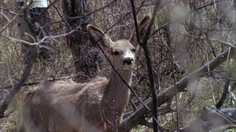 Deer,mule,head,forest,sheading,Co Stock Footage 27049420