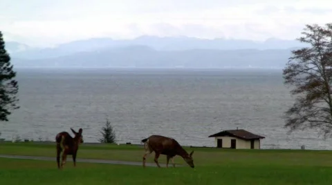 DeerOcean Stock Footage 662060