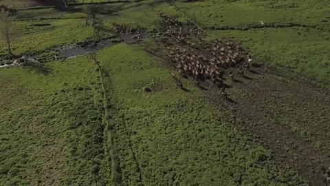 Deers 1 Video stock 156009229