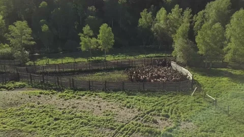 Deers 3 Video stock 156009233