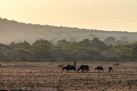 Deers and water buffalos in savannah in East Java, Indonesia Stock Photos