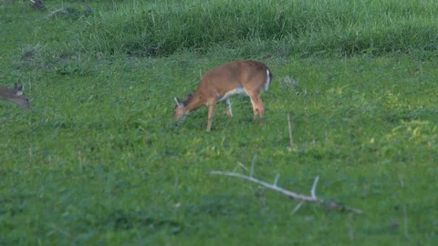 Deers ar Miakka Stock Footage 102606456