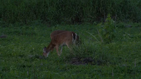 Deers ar Miakka Stock Footage 102607127