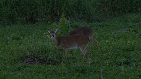 Deers ar Miakka Stock Footage 102608966