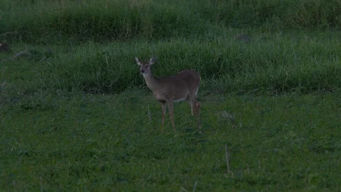 Deers ar Miakka Stock Footage 102609404