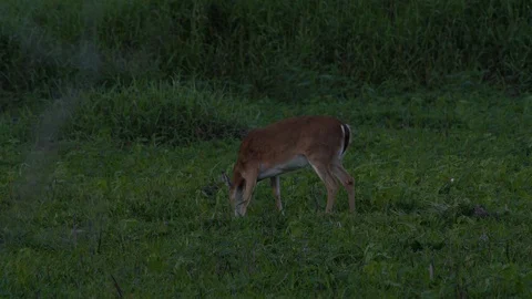 Deers ar Miakka Stock Footage 102610198