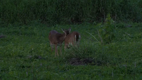Deers ar Miakka Stock Footage 102610678
