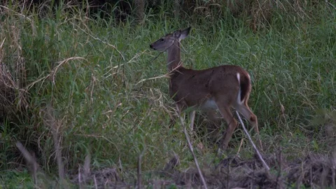 Deers ar Miakka Stock Footage 102610954