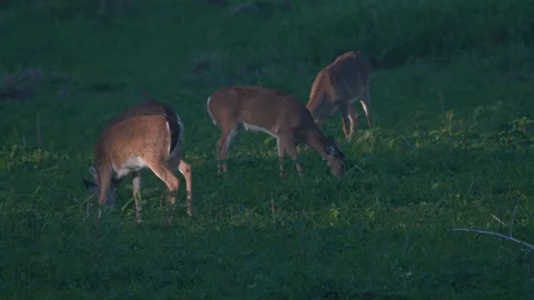 Deers ar Miakka Stock Footage 102628910