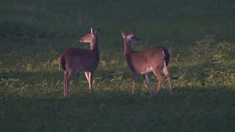 Deers ar Miakka Stock Footage 102629048