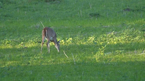 Deers ar Miakka Stock Footage 102629175
