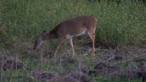 Deers ar Miakka Stock Footage 102629306