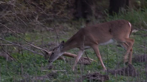 Deers ar Miakka Stock Footage 102629998