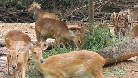 Deers are eating Stock Footage 10728763