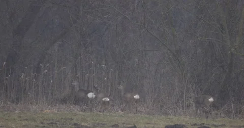 Deers are walking towards the forest, 4K slomo Stock Footage 168026132