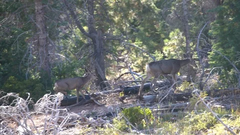 Deers at Bryce Canyon Stock Footage 102633931