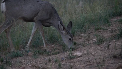 Deers at Bryce Canyon 스톡 동영상 102633962