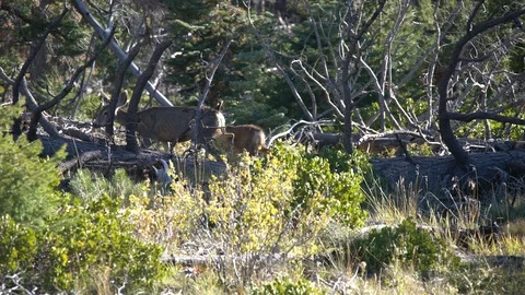 Deers at Bryce Canyon Stock Footage 102634186