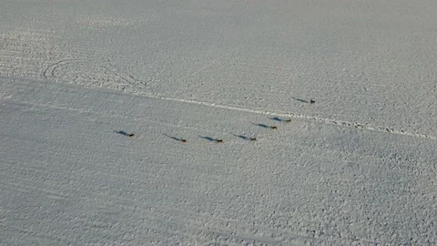 Deers in deep snow. Stock Footage 169311846