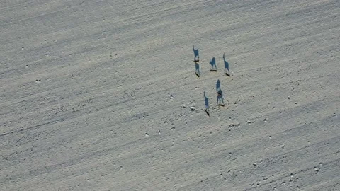 Deers in deep snow. Stock Footage 169311871