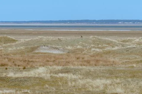 Deers in the Distance Foto stock