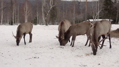 Deers eat in the winter forest 스톡 동영상 70287640