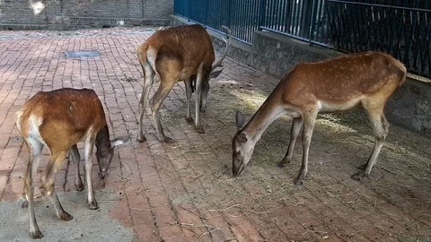Deers, eating Stock Footage 115128228