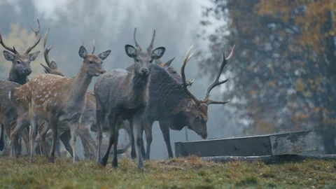 Deers Eating In The Forest Video stock 127484819
