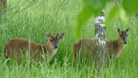 Deers eating grass Video stock 111967207