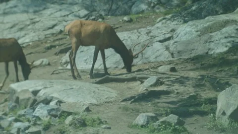 Deers Eating on Rocky Plain Stock Footage 79223847