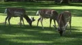Deers eating in sunny oak forest grassland HD Footage