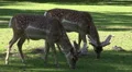 Deers eating under tree shadow in sunny grassland Video HD