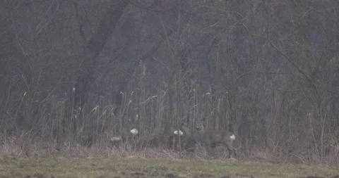 Deers enter the thicket, 4K slomo Stock Footage 168026142