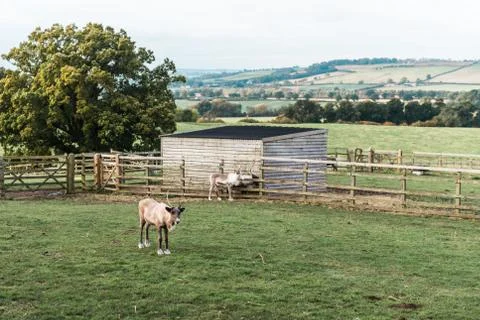Deers in the farm Foto stock